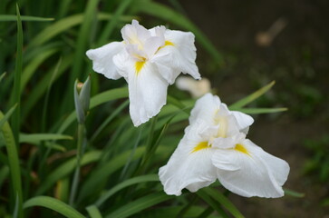 【奈良】県営馬見丘陵に咲く花菖蒲