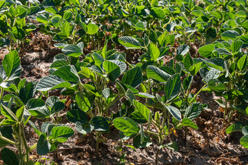 Soybean field during daytime with vibrant green plants thriving in fertile soil under clear blue skies