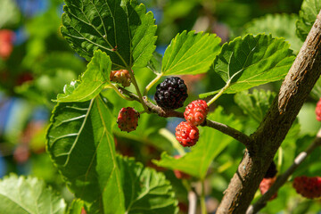 Morus nigra fruiting on a tree featuring ripe black and red berries alongside vibrant green leaves in sunny outdoor setting