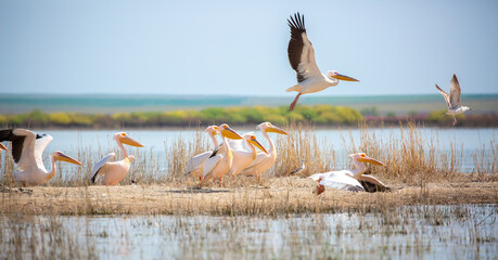 A flock of pelican birds walks along the blue lake of Cyprus. Flying pelicans in the blue sky....