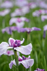 【奈良】県営馬見丘陵に咲く花菖蒲