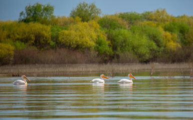 A flock of pelican birds walks along the blue lake of Cyprus. Flying pelicans in the blue sky. Waterfowl at the nesting site.
