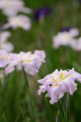【奈良】県営馬見丘陵に咲く花菖蒲