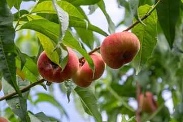 Ripening Saturn peaches hanging from a branch surrounded by lush green leaves in an orchard during the warm summer months