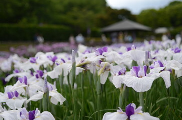 【奈良】県営馬見丘陵に咲く花菖蒲