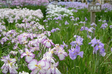 【奈良】県営馬見丘陵に咲く花菖蒲
