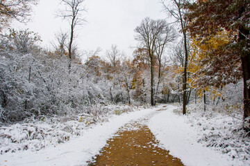 Ned Brown Preserve (Busse Woods) view with snow and autumn colors in Arlington Heights Town of Illinois