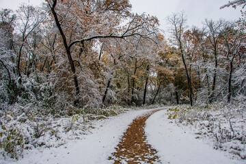 Ned Brown Preserve (Busse Woods) view with snow and autumn colors in Arlington Heights Town of Illinois