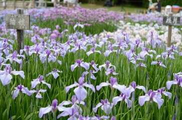 【奈良】県営馬見丘陵に咲く花菖蒲