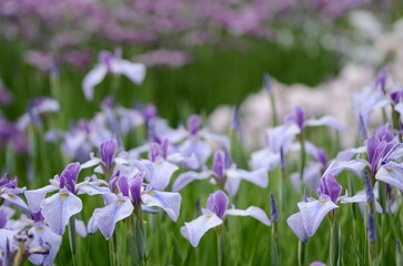 【奈良】県営馬見丘陵に咲く花菖蒲