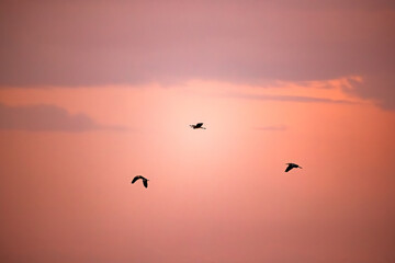 Obraz premium Herons Flying in the Pink Twilight