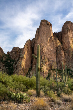 Saguaro cactus in rocky mountainous landscape vertical