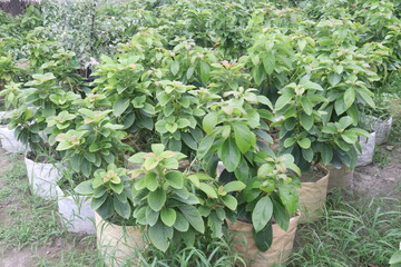 Avocado plant on nursery for sell