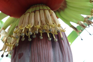 plantain flower closeup on banana tree © Cavan