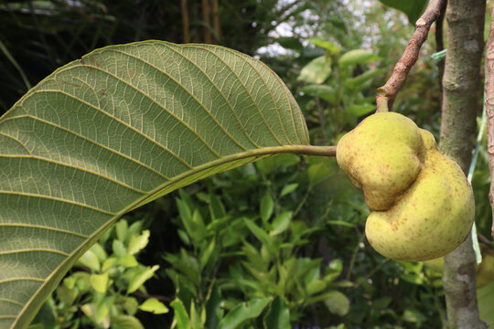 Artocarpus lacucha on tree in the farm are cash crops