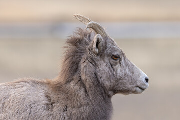 Obraz premium Side Profile Of A Female Bighorn Sheep With Curved Horns In Natu