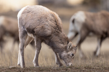 Fototapeta premium Young bighorn sheep Grazing in Open Grassland: Calm Wildlife Sce