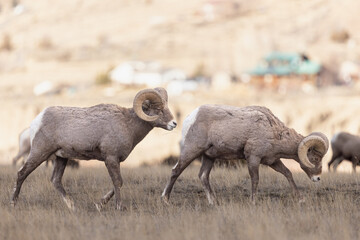 Obraz premium Two Bighorn Sheep Walking in Prairie Grassland (Ovis canadensis)