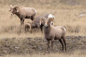 Fototapeta premium Grazing Bighorn Sheepn Prairie Grassland: A Quiet Mountain-Regio