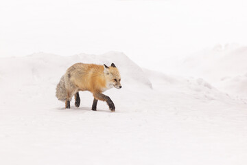 Fototapeta premium Red Fox Walking Through a Snowy Landscape