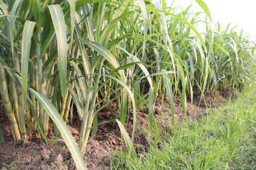 Obraz premium sugarcane farm on field for harvest