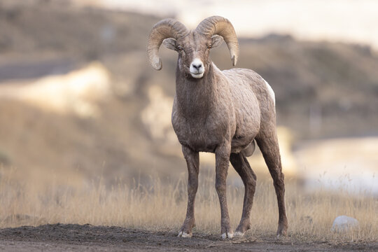 Majestic Bighorn Sheep Ram (Ovis canadensis) Standing in Open Gr