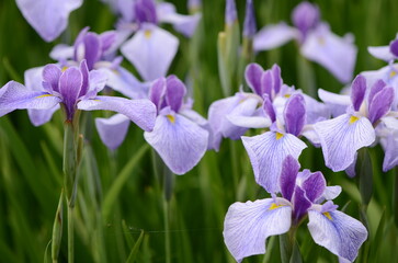 【奈良】県営馬見丘陵に咲く花菖蒲