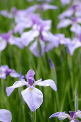 【奈良】県営馬見丘陵に咲く花菖蒲
