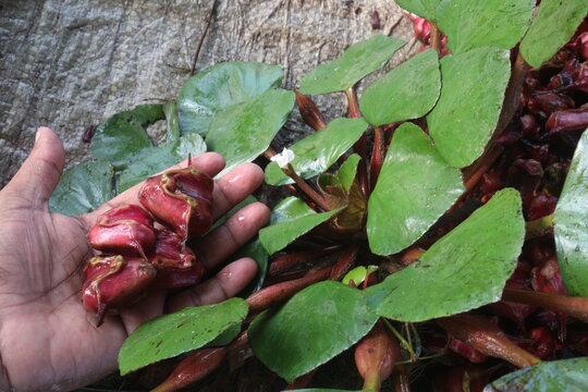 Water Chestnut tree with fruit on farm