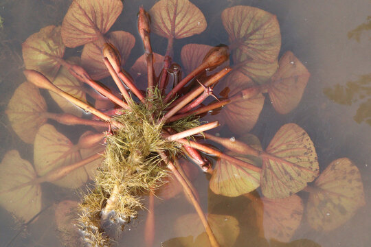 Water Chestnut tree plant on farm for harvest