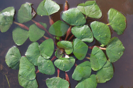 Water Chestnut tree plant on farm for harvest