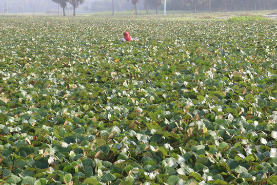 Water Chestnut tree plant on farm for harvest
