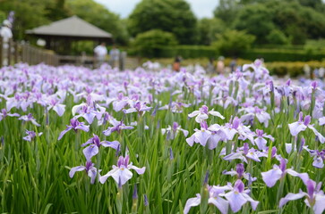 【奈良】県営馬見丘陵に咲く花菖蒲