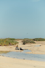 Sandy desert stream and coastal vegetation, Sotavento, Fuerteventura
