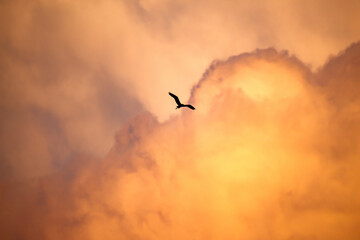 Fototapeta premium Soaring Bird in Golden Light