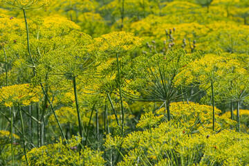 Vibrant field of Anethum graveolens with lush green foliage and bright yellow flowers flourishing in a sunny landscape