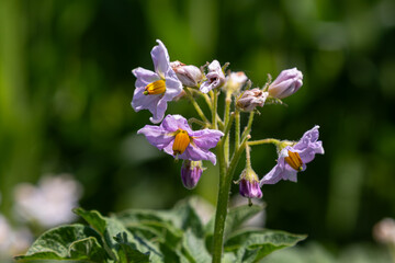 Obraz premium Vibrant potato flower blossoms on a sunny day highlighting their delicate petals and lush green foliage in a garden setting