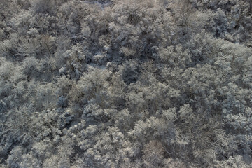 Background of snow-covered tree crowns