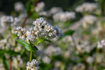 Buckwheat flowers in full bloom showcase delicate white petals under soft sunlight in a serene garden setting during summer