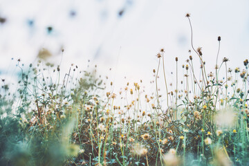 Grass flower and Flowers in Morning Light