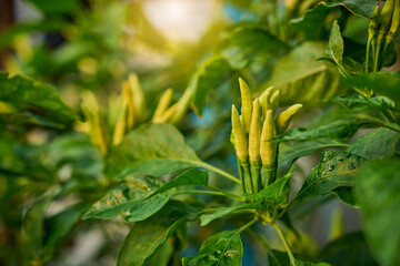 Fresh green chili peppers growing on plant.