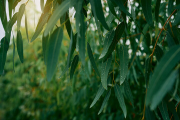 Freshly Dewed Eucalyptus Leaves in Rain