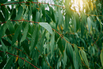 Freshly Dewed Eucalyptus Leaves in Rain