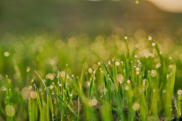 Fresh morning dew on grass blades