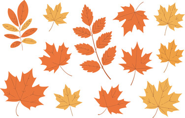 Obraz premium A collection of autumn maple leaves arranged on a white background.