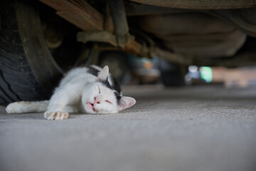 sleeping cat under the vehicle on concrete