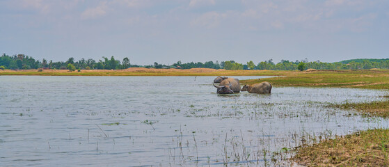 two buffaloes near water under clear sky