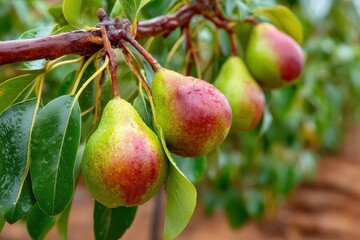Dewy green and red pears ripen on a branch after rain. Use for healthy eating, organic produce, or fresh harvest themes.