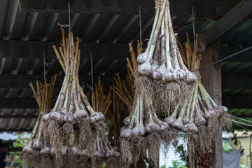 Garlic bundles hanging from wooden beams in a rustic market during the harvest season