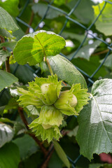 Clusters of young hazelnuts growing on a leafy branch in a garden setting during the warm summer months